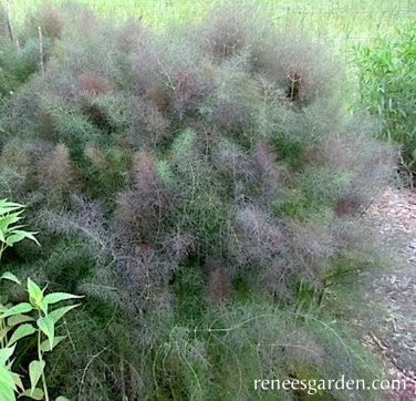 Smokey Bronze Fennel