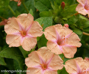 Scented Peach Sunset