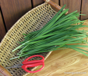 Garlic Chives