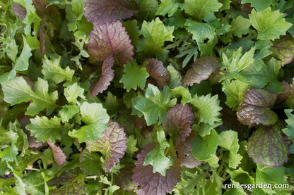 California Spicy Greens