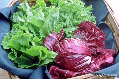 Crispy Winter Greens