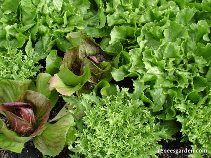 Crispy Winter Greens