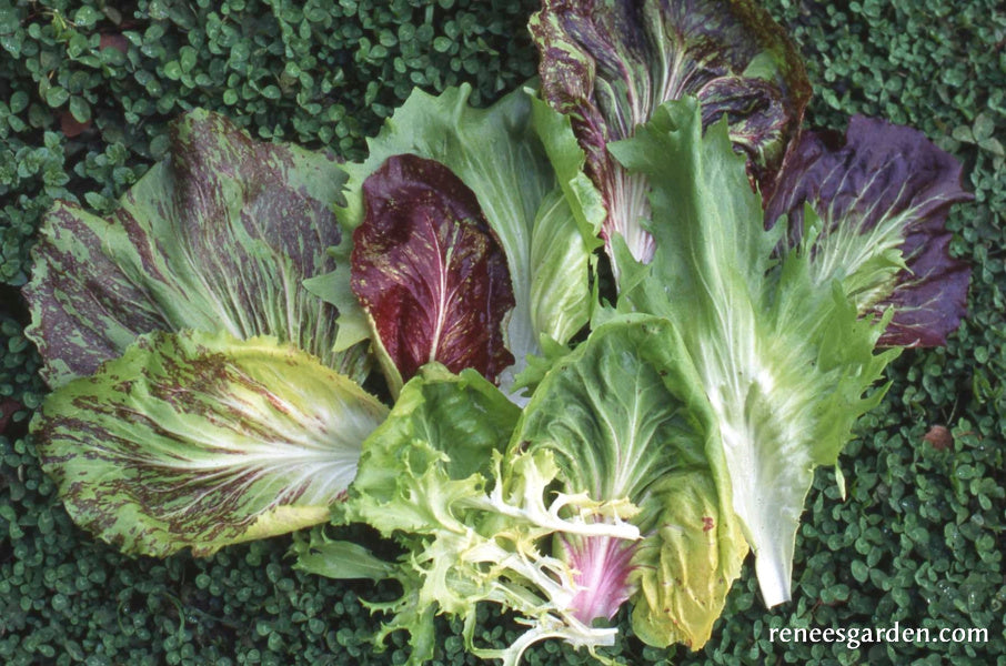 Crispy Winter Greens