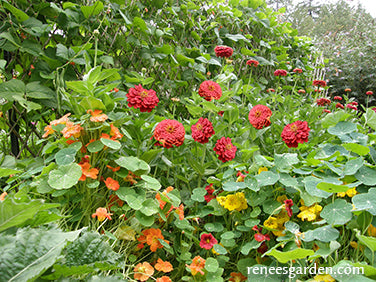 Seeds for a Hummingbird Garden