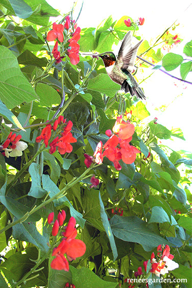 Seeds for a Hummingbird Garden