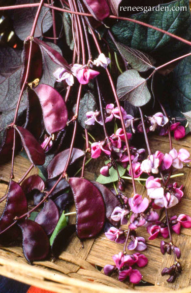 Purple Hyacinth Bean