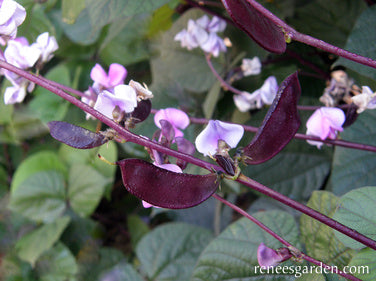 Purple Hyacinth Bean