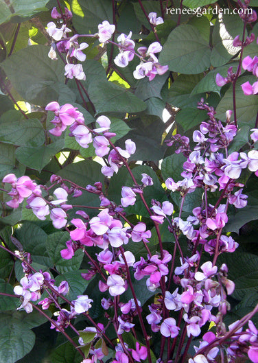 Purple Hyacinth Bean