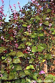 Purple Hyacinth Bean