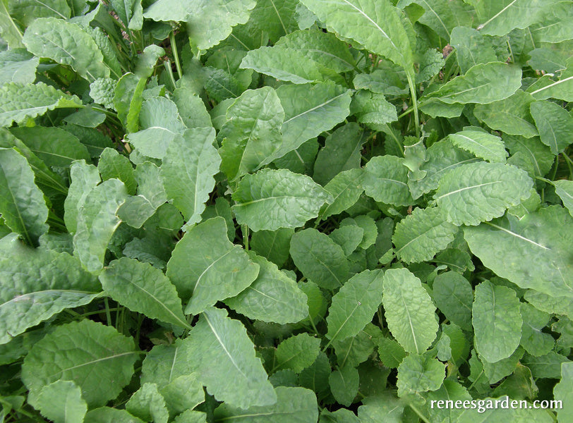 Tuscan Baby Leaf