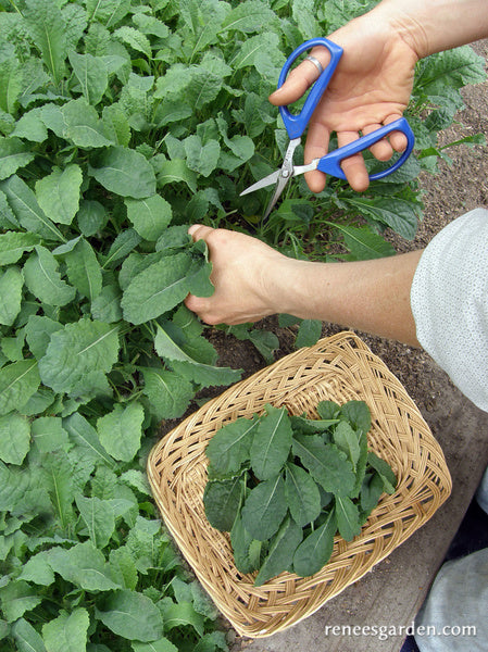 Tuscan Baby Leaf