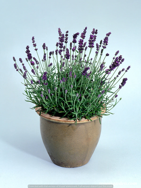 French Perfume Lavender