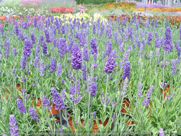 French Perfume Lavender