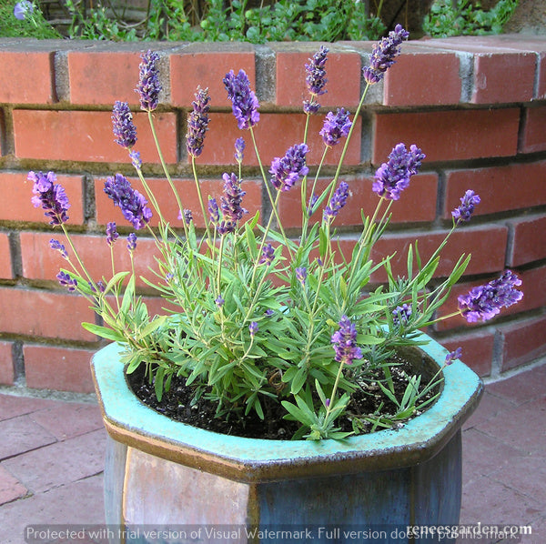 French Perfume Lavender