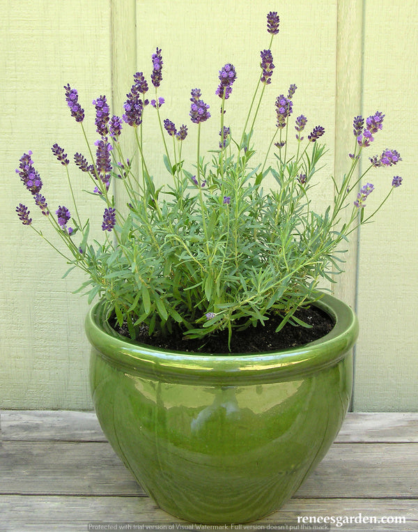 French Perfume Lavender