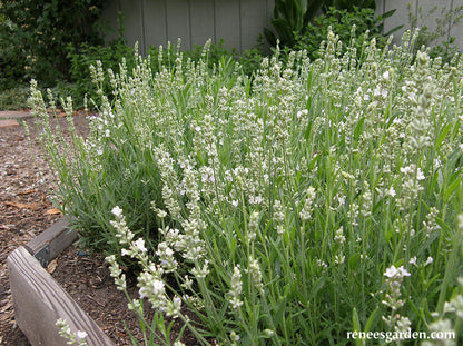 White Ice Lavender