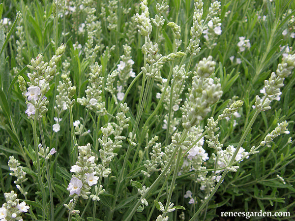 White Ice Lavender