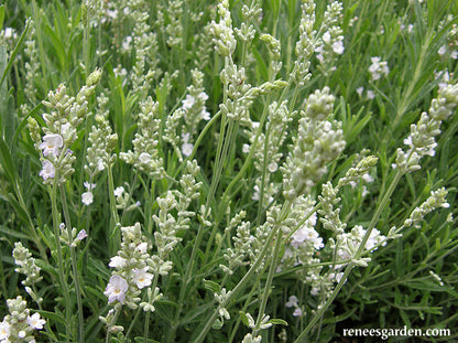 White Ice Lavender