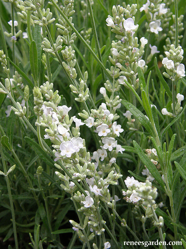 White Ice Lavender