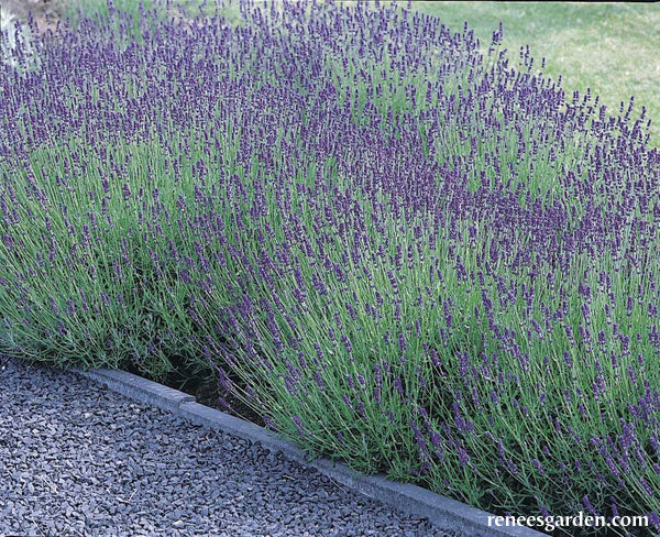 Lavender Hidcote