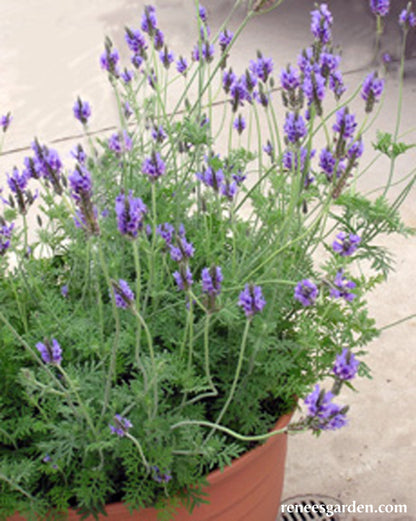 Fernleaf Lavender