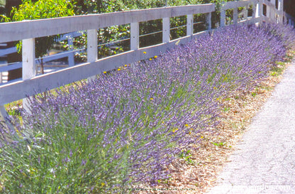 Munstead English Lavender