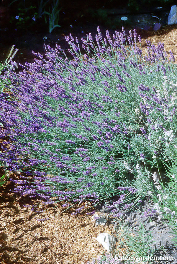 English Lavender Plants Live, Munstead Lavender Flowers for Planting, in 3  1/2 Pot