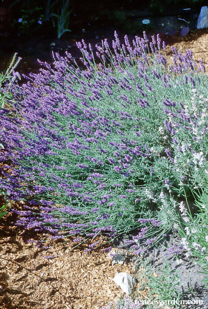 Munstead English Lavender