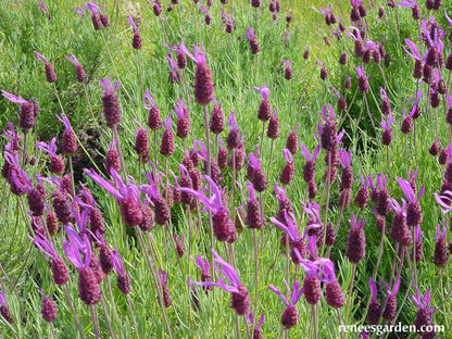 Purple Ribbons