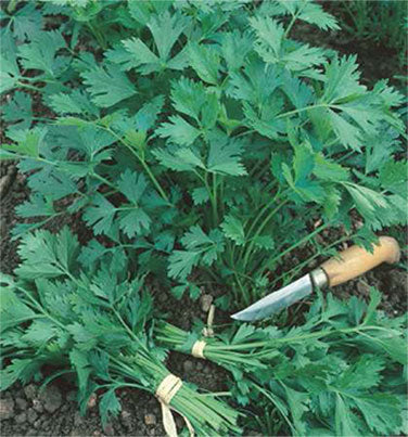 Italian “Gigante” Parsley