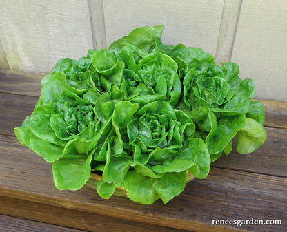 Garden Babies Butterhead