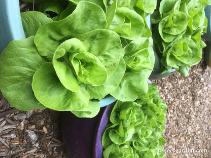 Garden Babies Butterhead