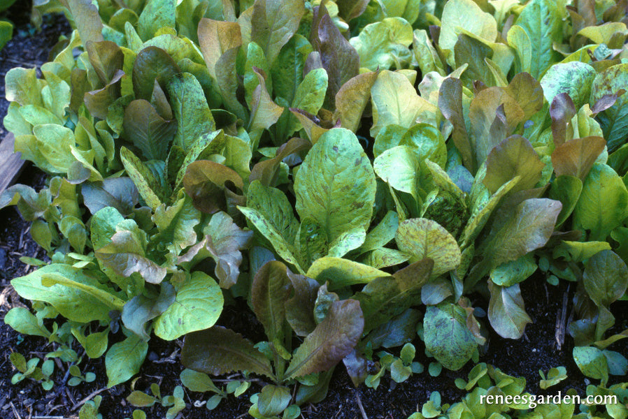 Heirloom Cutting Mix