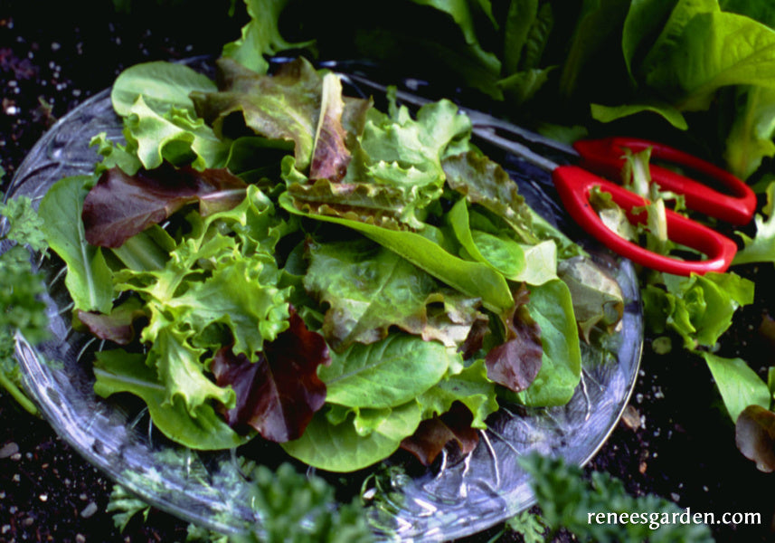 Monet's Garden Mesclun