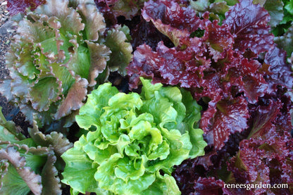 European Reds & Greens