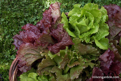 European Reds & Greens