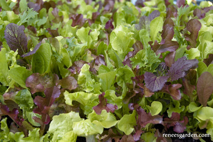 Wine Country Mesclun