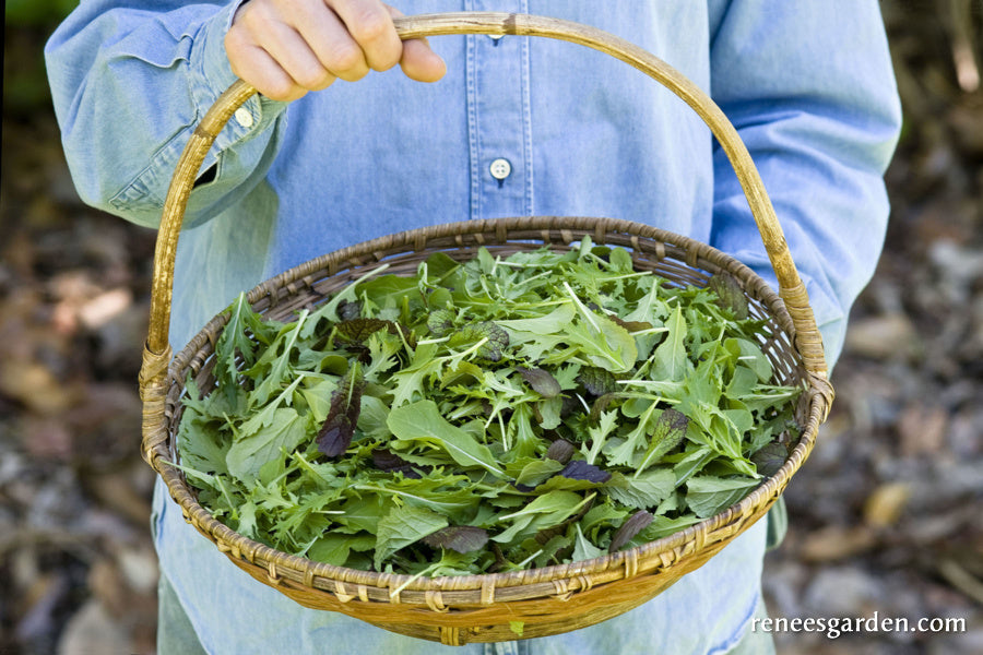 Wine Country Mesclun