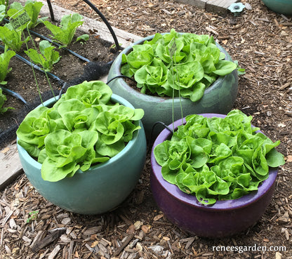 Garden Babies Butterhead