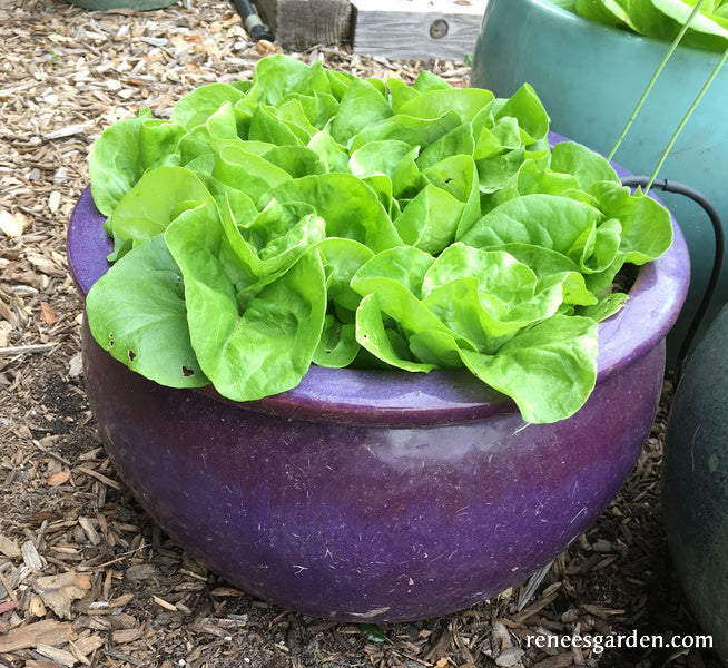 Garden Babies Butterhead