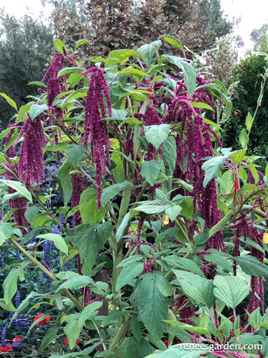 Love Lies Bleeding