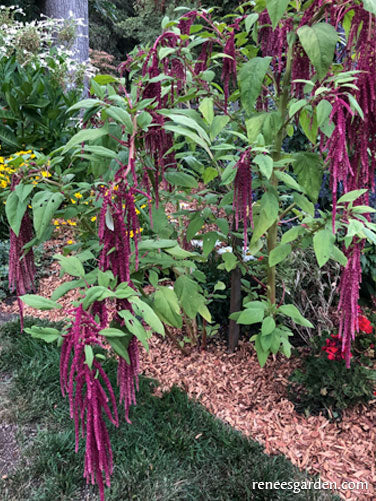 Love Lies Bleeding