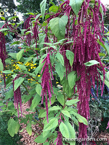 Love Lies Bleeding