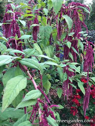 Love Lies Bleeding