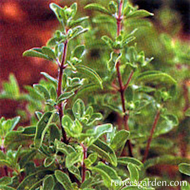 Sweet Marjoram