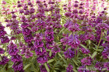 Bergamo Bouquet