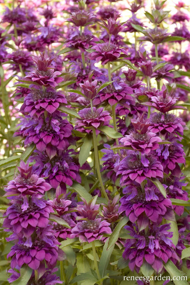 Bergamo Bouquet