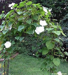 Fragrant Moonflower