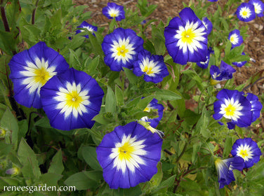 Heirloom Blue Ensign