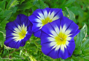 Heirloom Blue Ensign